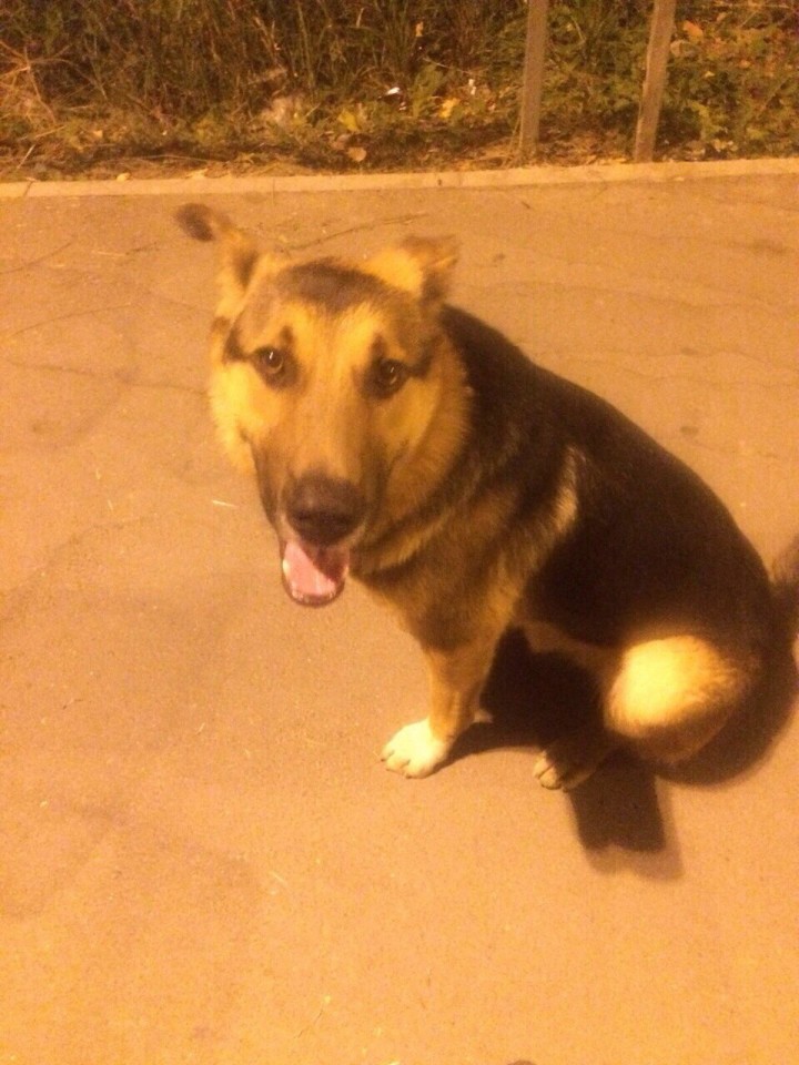 Бесплатно в добрые руки!