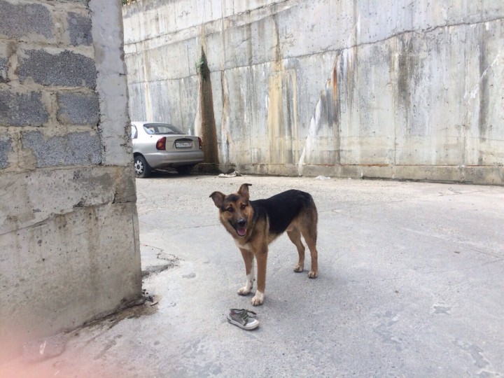 Бесплатно в добрые руки!