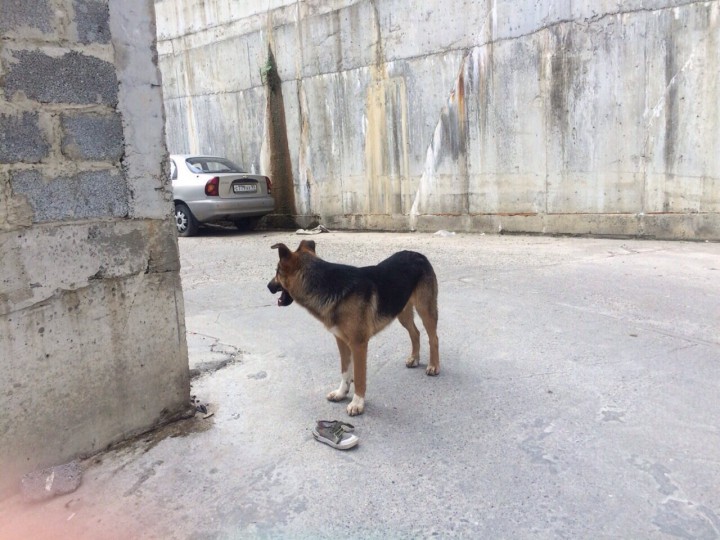 Бесплатно в добрые руки!