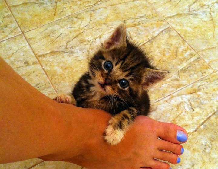 Отдам котят