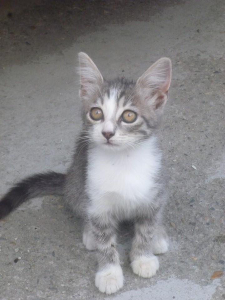 сдам квартиру