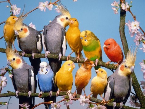 Приму в дар попугая