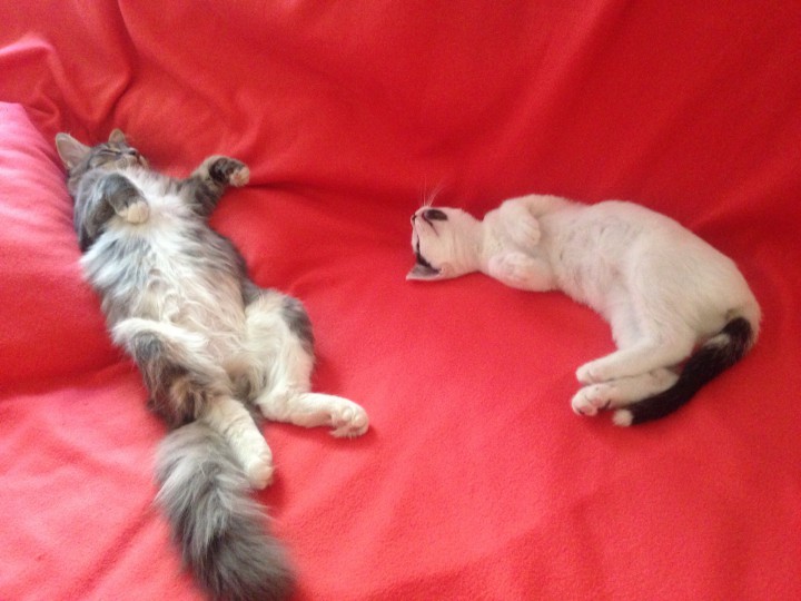 Кошечки в дар