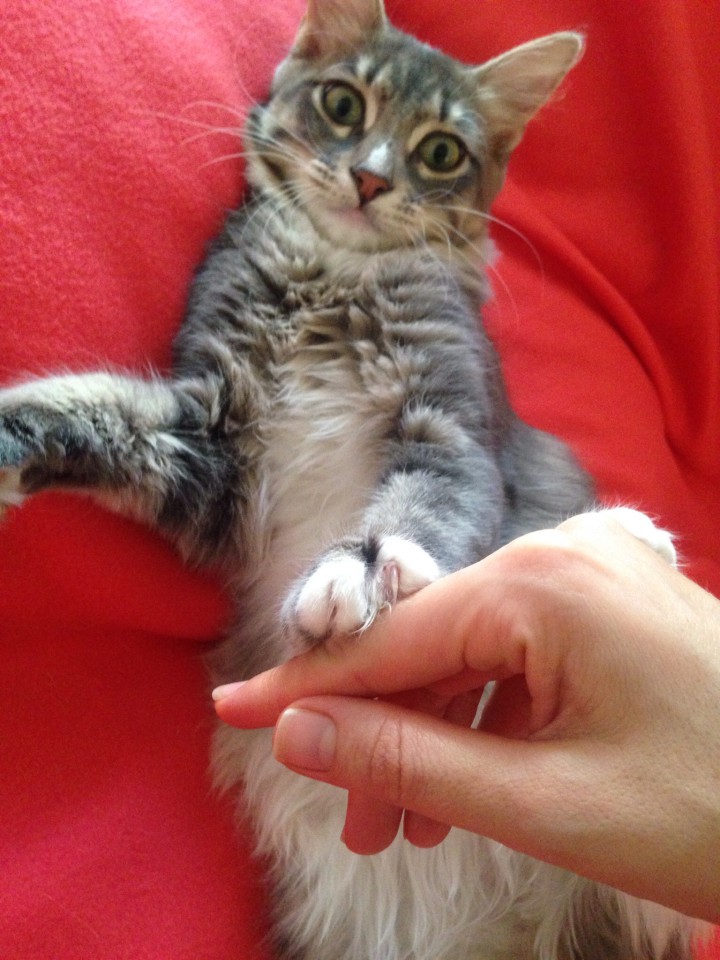 Кошечки в дар