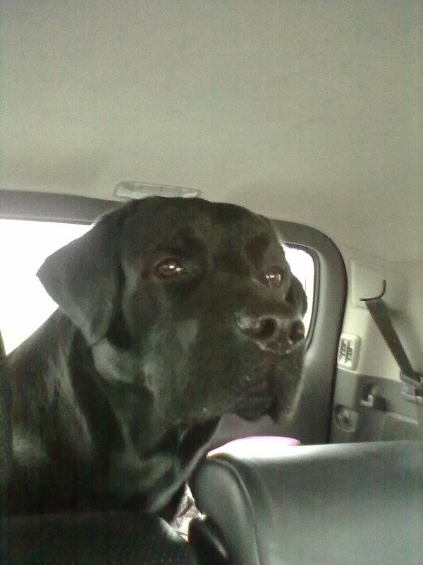 Пропал черный лабрадор