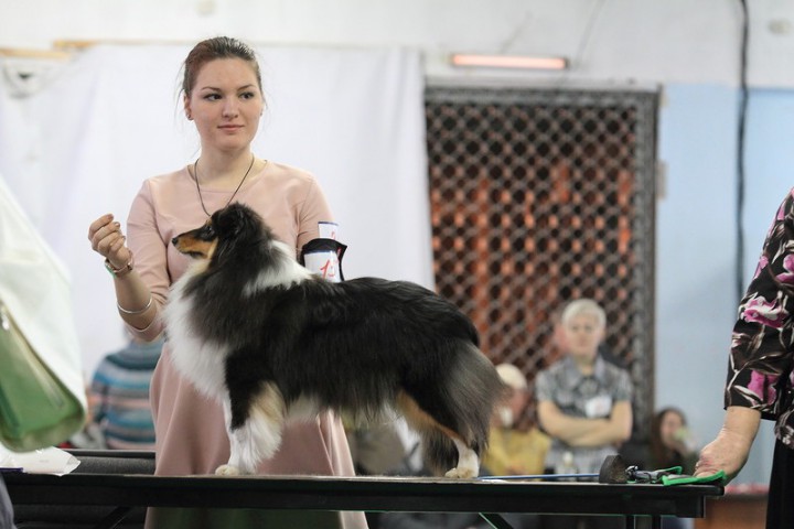 Пропала собака! 