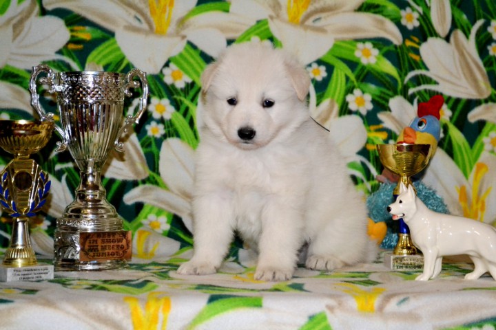 Щенки Белой Швейцарской Овчарки.