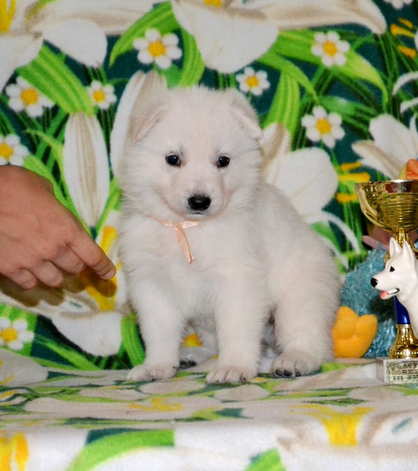 Щенки Белой Швейцарской Овчарки.
