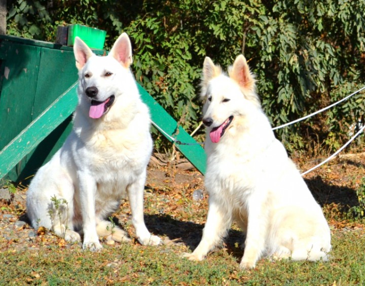 Щенки Белой Швейцарской Овчарки.