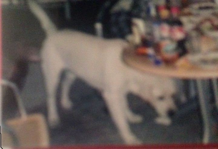 Пропала собака