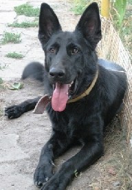 Помогите найти собаку!