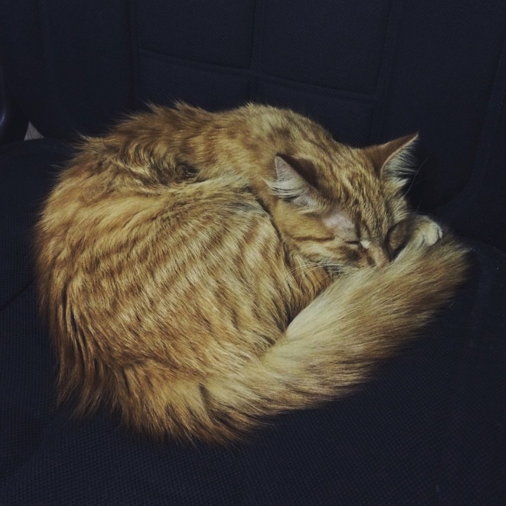 Найдена кошка