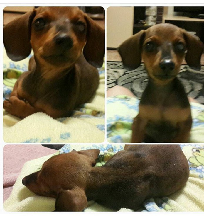 МАЛЕНЬКАЯ ТАКСА В БЕДЕ!