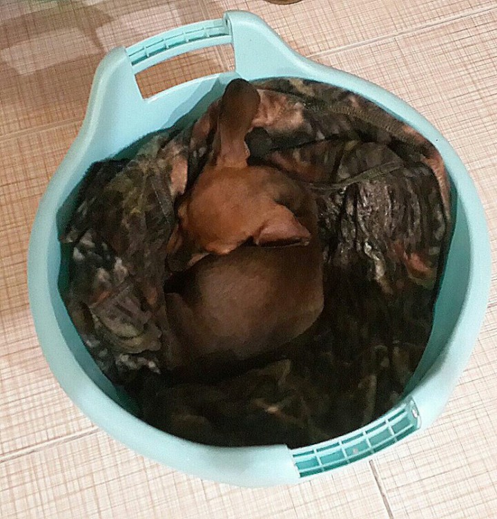 МАЛЕНЬКАЯ ТАКСА В БЕДЕ!