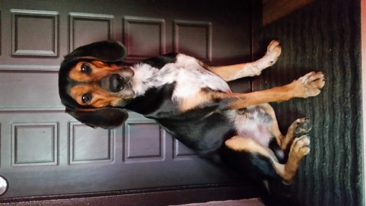 Отдам собаку в хорошие руки