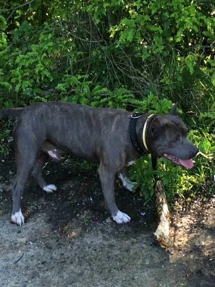 Пропала собака