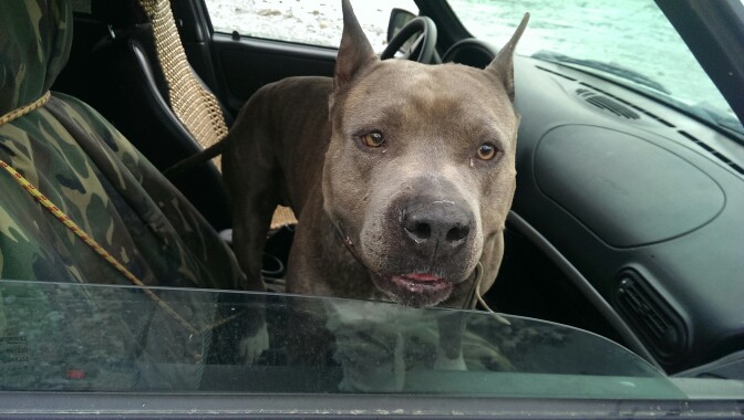 Пропала собака