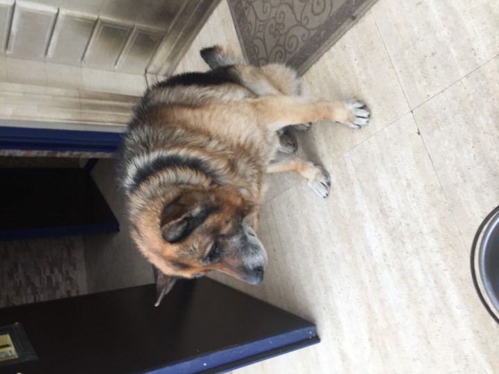 Отдам немецкую овчарку в добрые руки! Замечательный охранник!!!