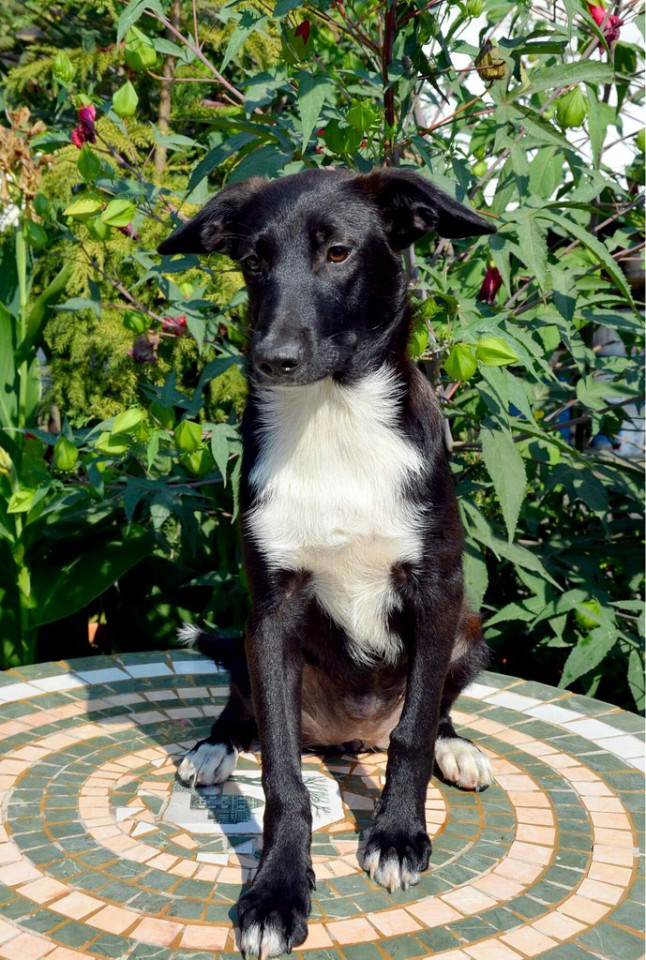 Домашний приют раздает питомцев