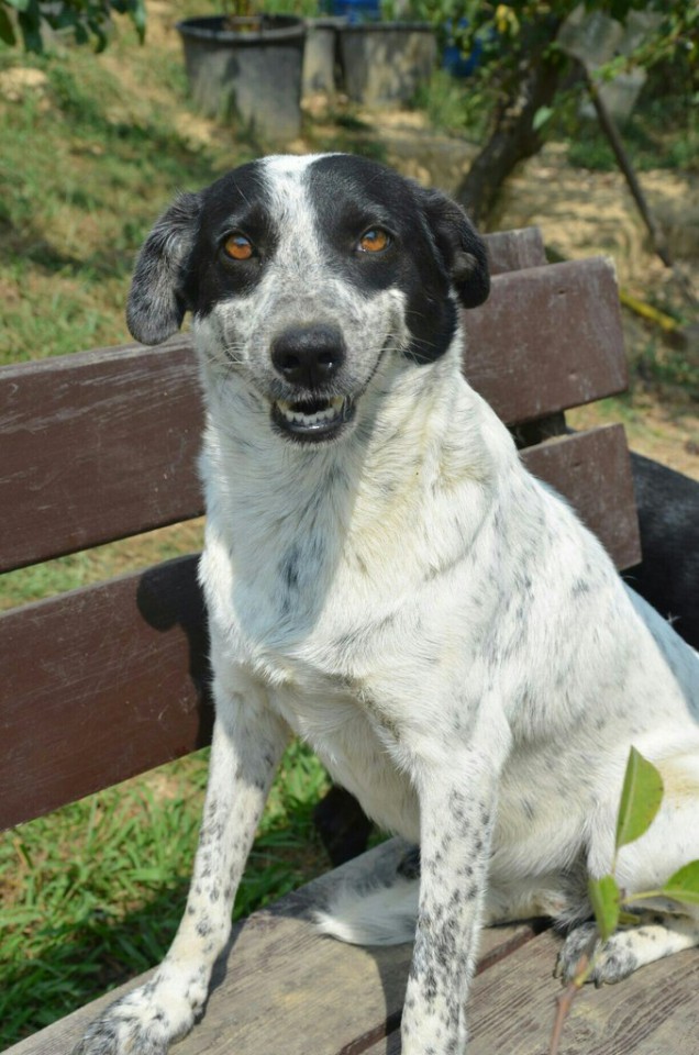 Домашний приют раздает питомцев