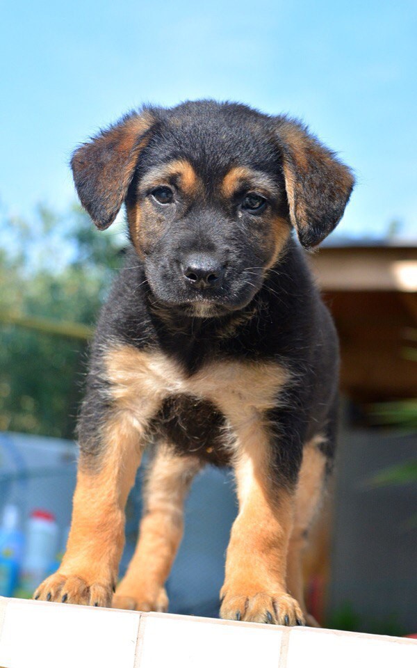 Домашний приют раздает питомцев
