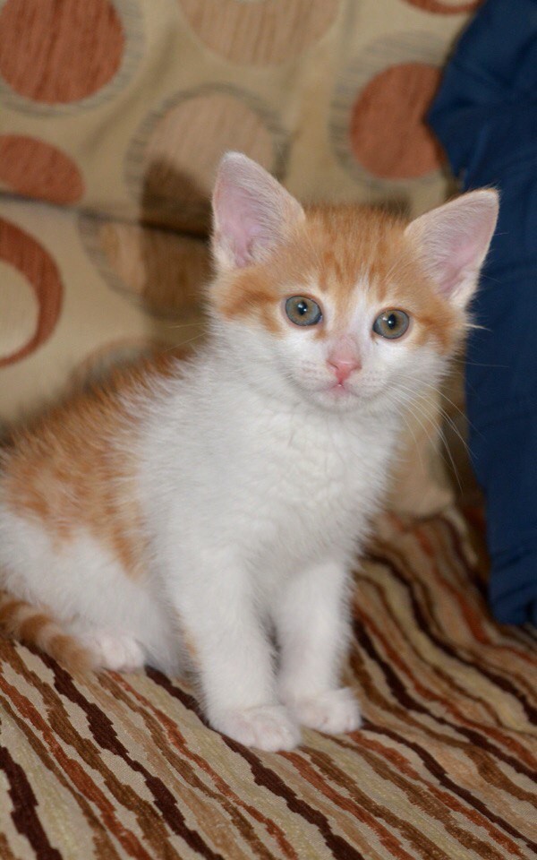 Домашний приют раздает питомцев