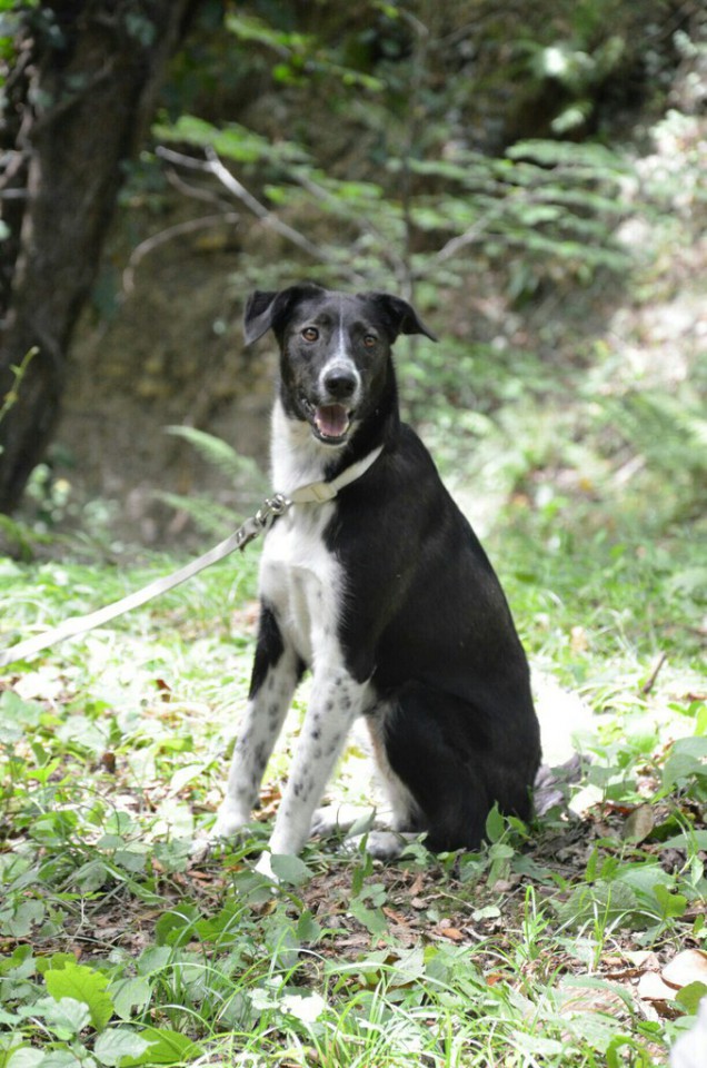 Домашний приют раздает питомцев
