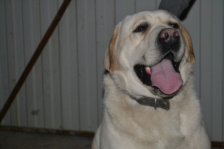 НАЙДЕН ЛАБРАДОР