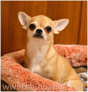 Пропала/ найдена собака чихуахуа Адлер.