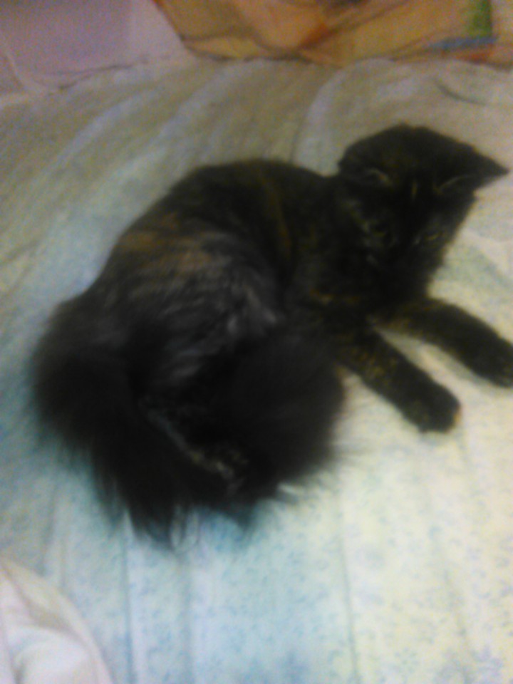 Потерялась домашняя  кошка.