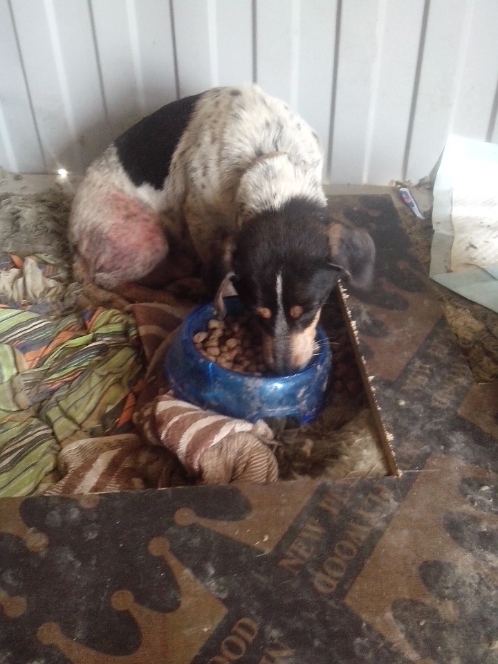 Нужна помощь собачулям