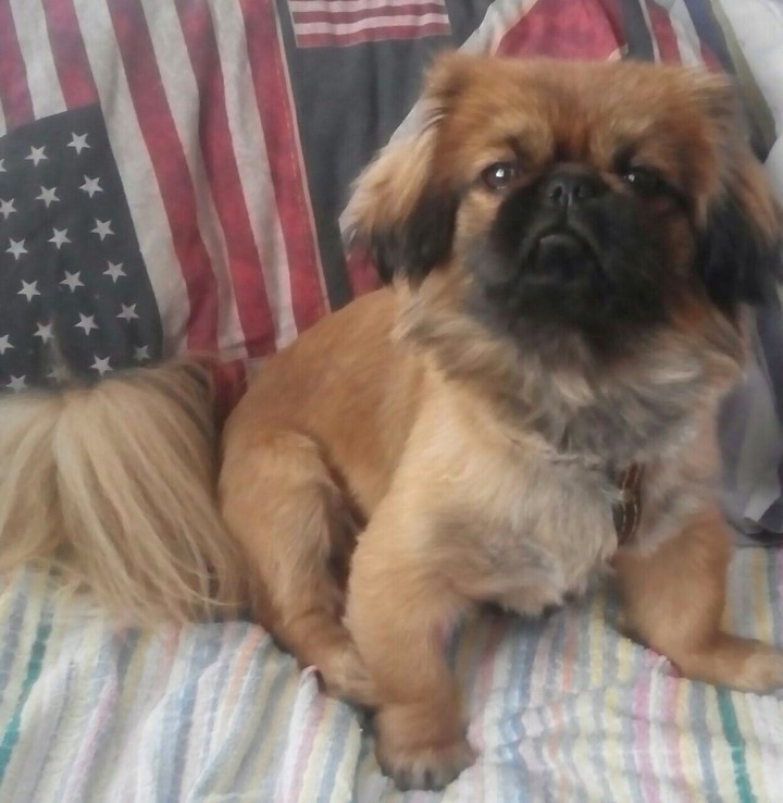 Пропал пекинес