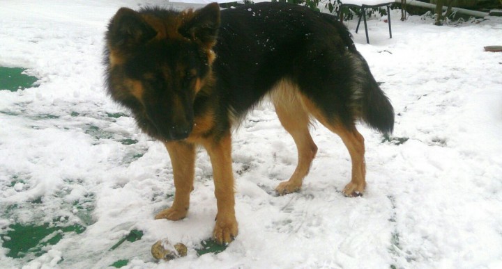 Пропала Немецкая Овчарка 