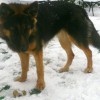 Пропала Немецкая Овчарка 