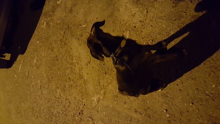 Потерянный щенок