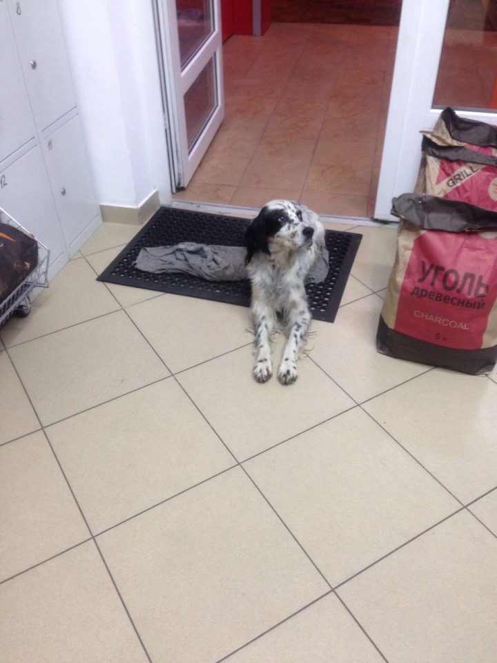 Найдена собака