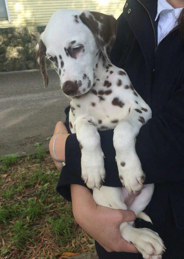 Продам прелестного пятнистого мальчика!