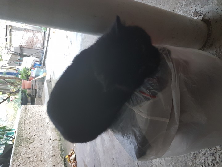 Найден черный кот 