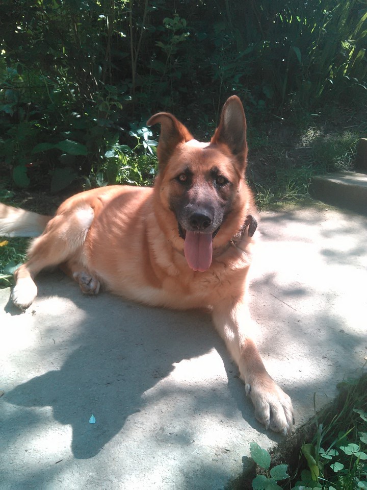 Передержка для животных