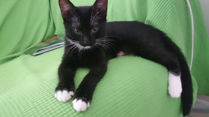 Домашние котятки в добрые руки 