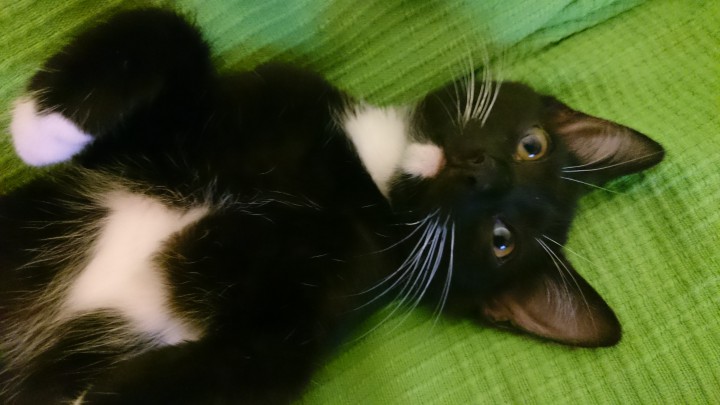 Домашние котятки в добрые руки 