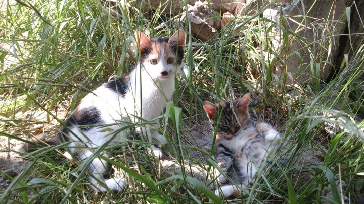 Трёхцветный самый первый у мамы котёнок