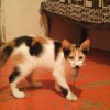 Трёхмесячная кошка - доктор эвтаназии мышей