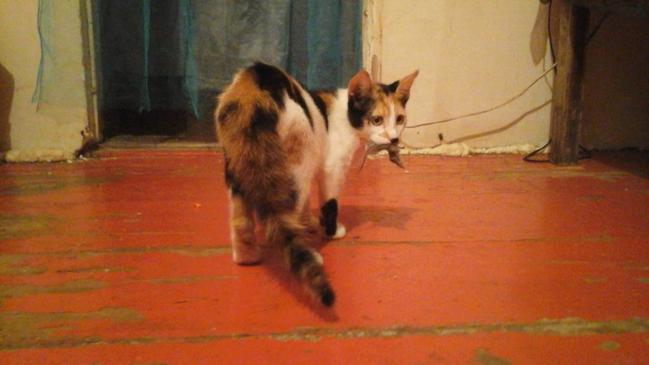 Трёхмесячная кошка - доктор эвтаназии мышей