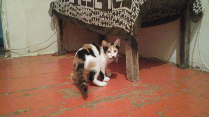 Трёхмесячная кошка - доктор эвтаназии мышей