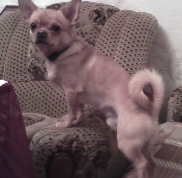 Потерялась собака! Рыжий чихуа! Помогите найти!