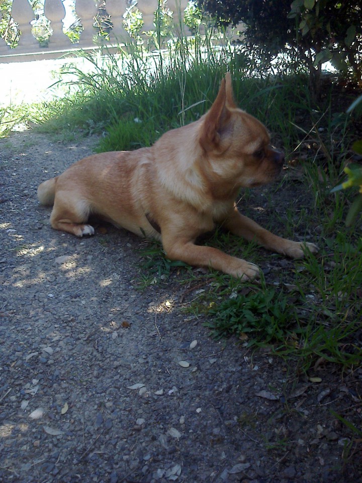 Потерялась собака! Рыжий чихуа! Помогите найти!