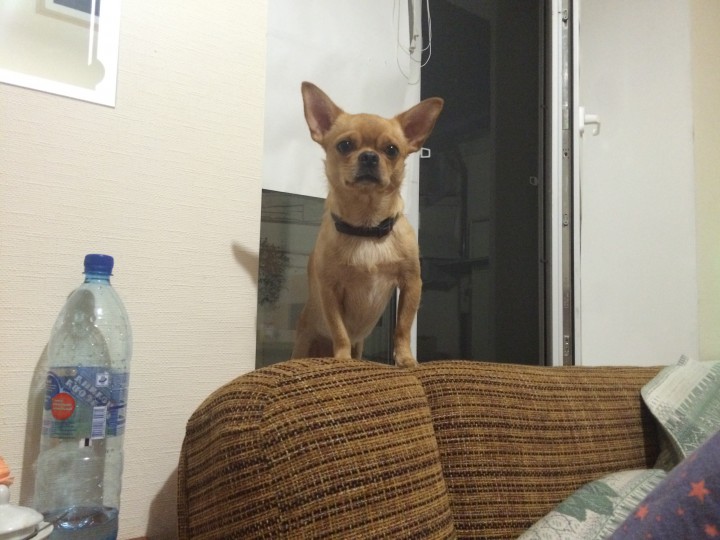 Потерялась собака! Рыжий чихуа! Помогите найти!