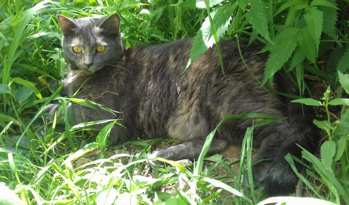 Помогите найти кошечку!!!