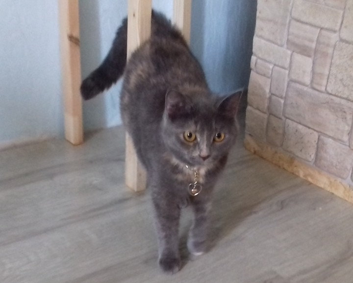 Помогите найти кошечку!!!